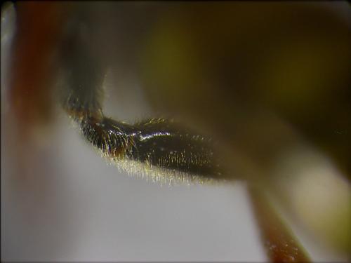 Nomada flava